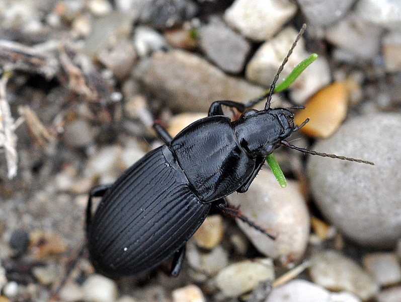 Coleottero da ID. - Poecilus koyi viaticus